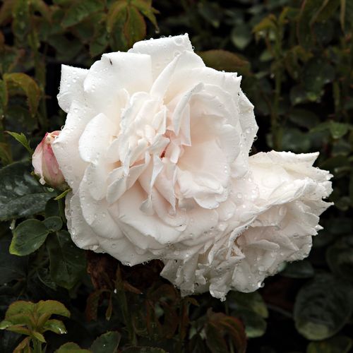 Gärtnerei - Rosa Frau Karl Druschki - weiß - hybrid perpetual rosen - duftlos - Peter Lambert - Besteht auch auf nährstoffarmen Böden. Geeignet für Schnittblume.